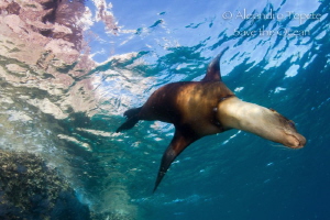 Sea Lion with texture, La Paz Mexico by Alejandro Topete 